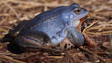 Moorfrosch1